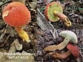 Rheubarbariboletus armeniacus-amf282-1